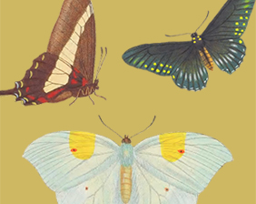 Conservation Efforts