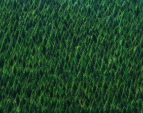 Green Certifications